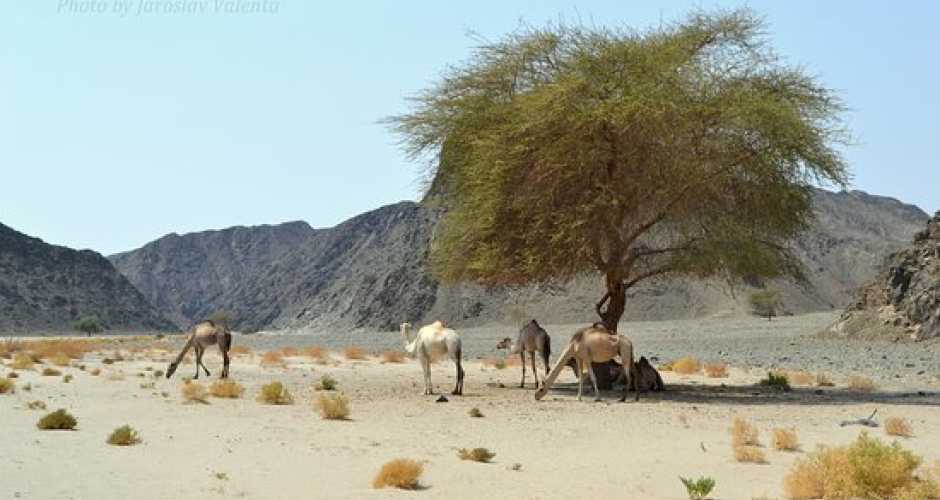 marsa alam2